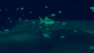 Penguin Colony screenshot 9