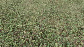 Six-Leaf Clover Hunt screenshot 3